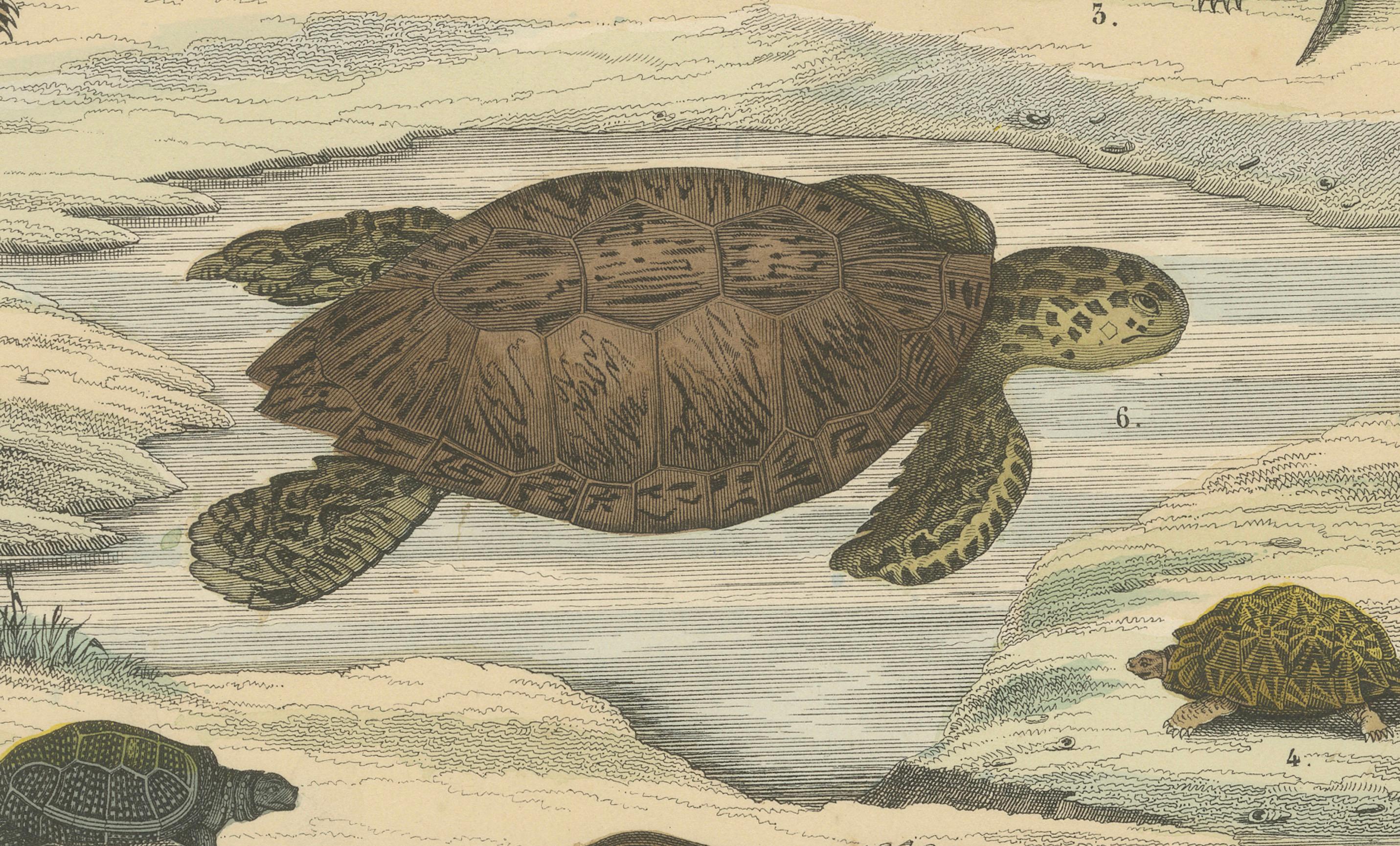Turtles & Tortoises Print: Sea Turtle, Snapping Turtle, Terrapin – Antique 1867 For Sale 1