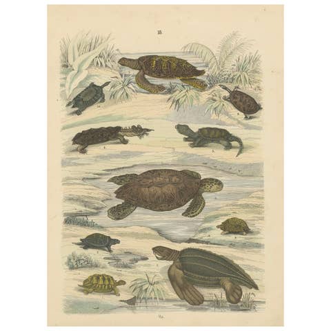 Turtles & Tortoises Print: Sea Turtle, Snapping Turtle, Terrapin – Antique 1867