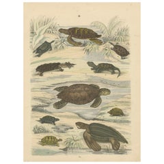Tortues et tortues terrestres : Tortue de mer, tortue serpentine, terrapin - Antique 1867