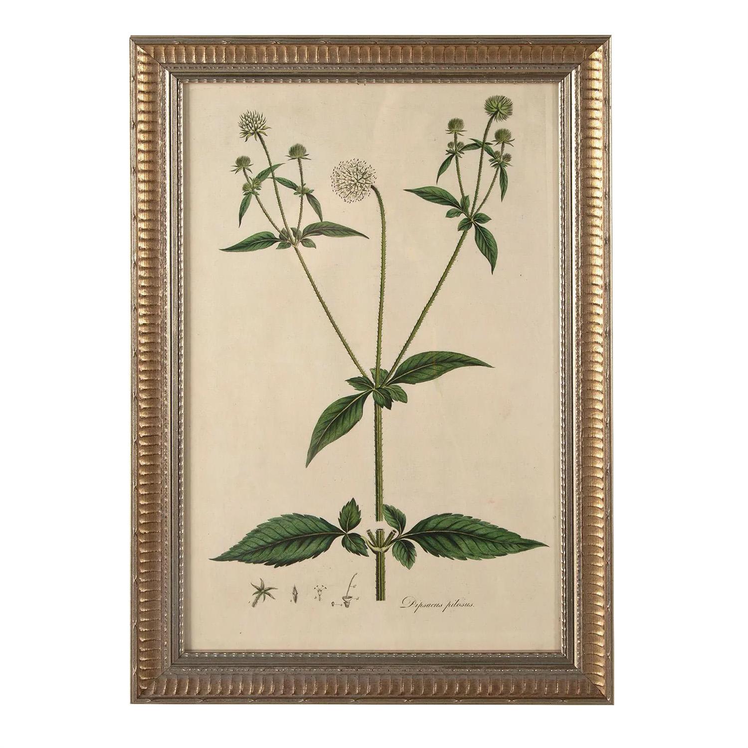 A fine and extremely rare set of botanicals from Flora Londinensis published in 1777 by William Curtis. Only 300 copies of this book were issued. It described the flora found in London and surrounding area in the mid-18th century. The handcolored