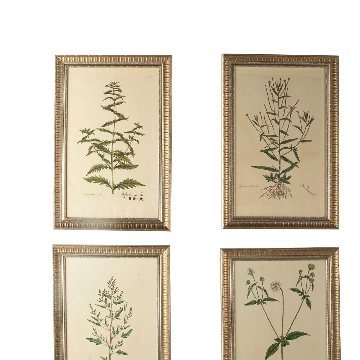 English Twelve 18th Century Botanical Engravings by Curtis