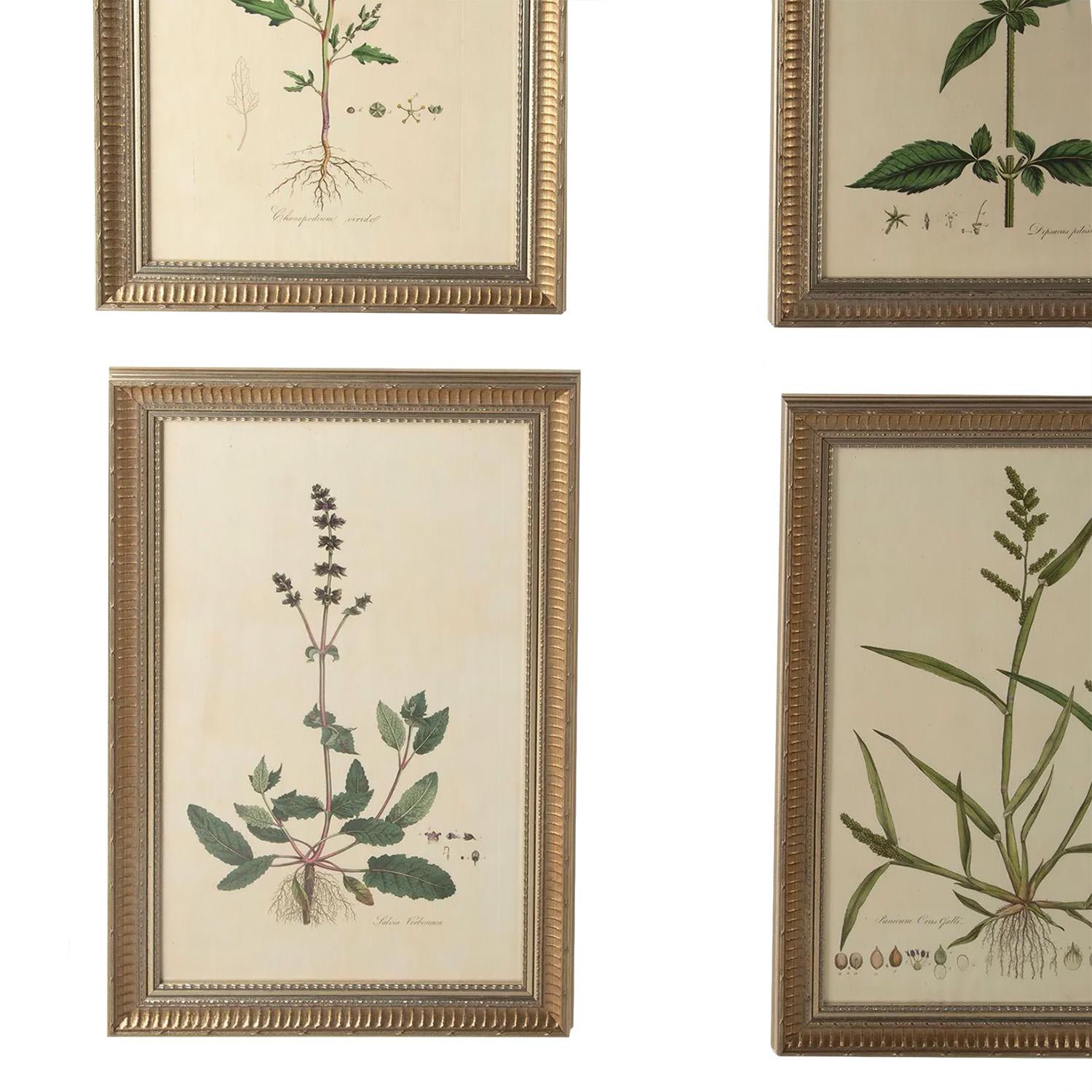 Twelve 18th Century Botanical Engravings by Curtis In Good Condition In Tetbury, Gloucestershire