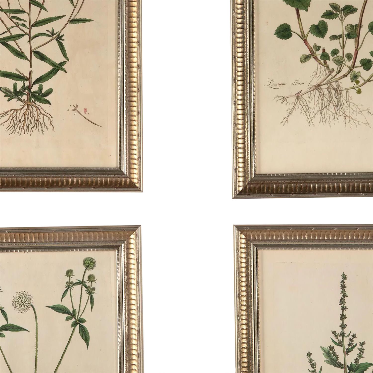 18th Century and Earlier Twelve 18th Century Botanical Engravings by Curtis