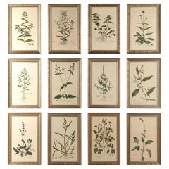 Twelve 18th Century Botanical Engravings by Curtis