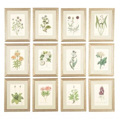 Twelve 18th Century Botanical Engravings by Georg Wolfgang Knorr