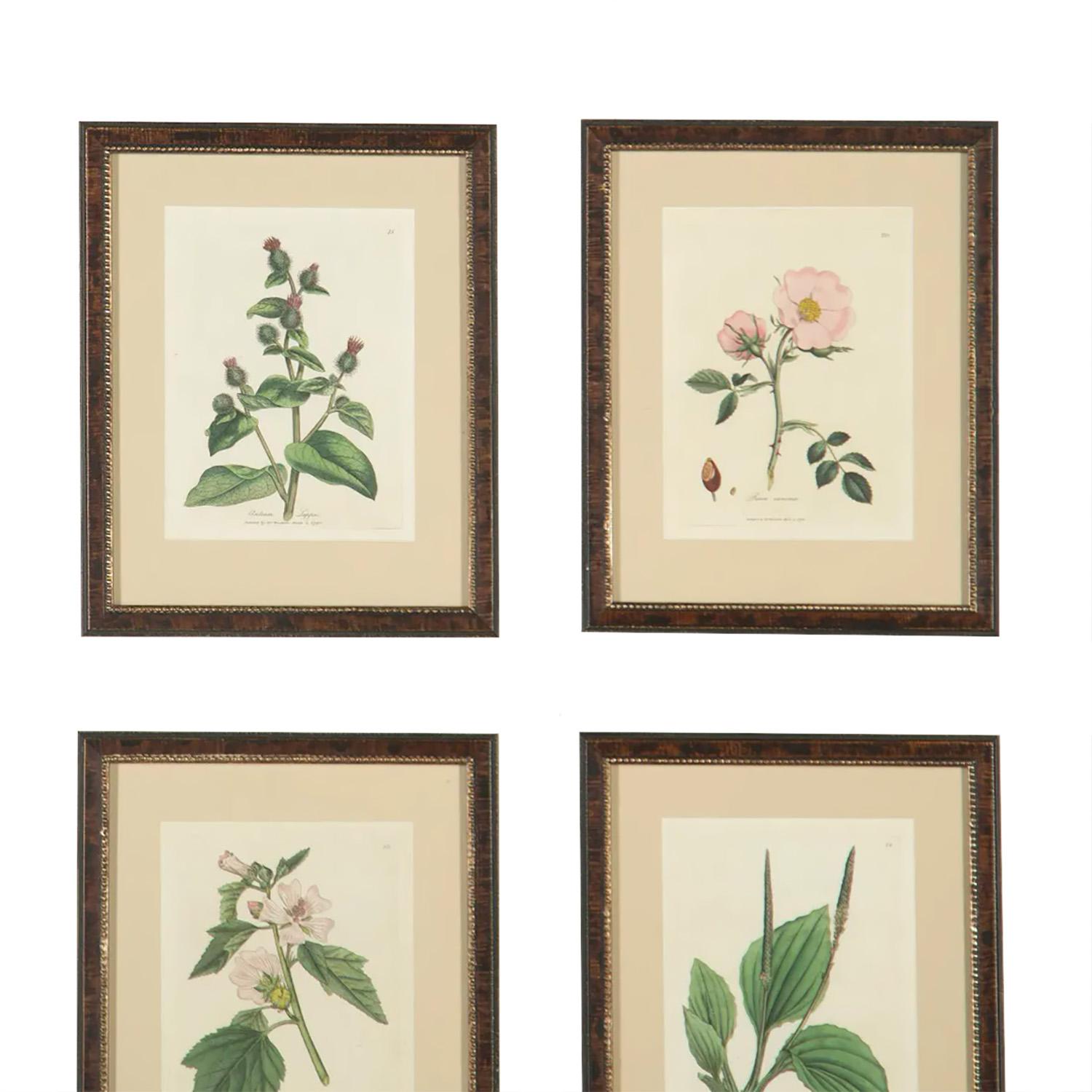 A set of 12 hand colored botanical etchings from the rare first edition, published from 1790-1795, of the “Medical Botany, Containing Systematic and General Descriptions, with Plates, of all the Medicinal Plants, Indigenous and Exotic, Comprehended