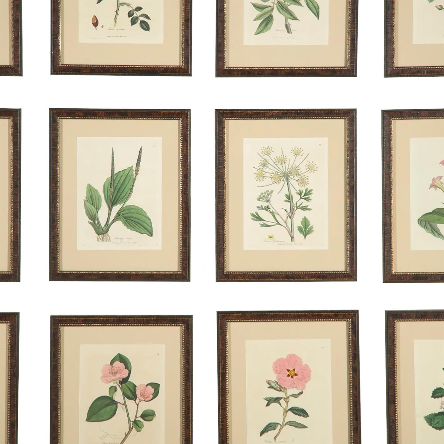 English Twelve 18th Century Botanical Prints by Woodville