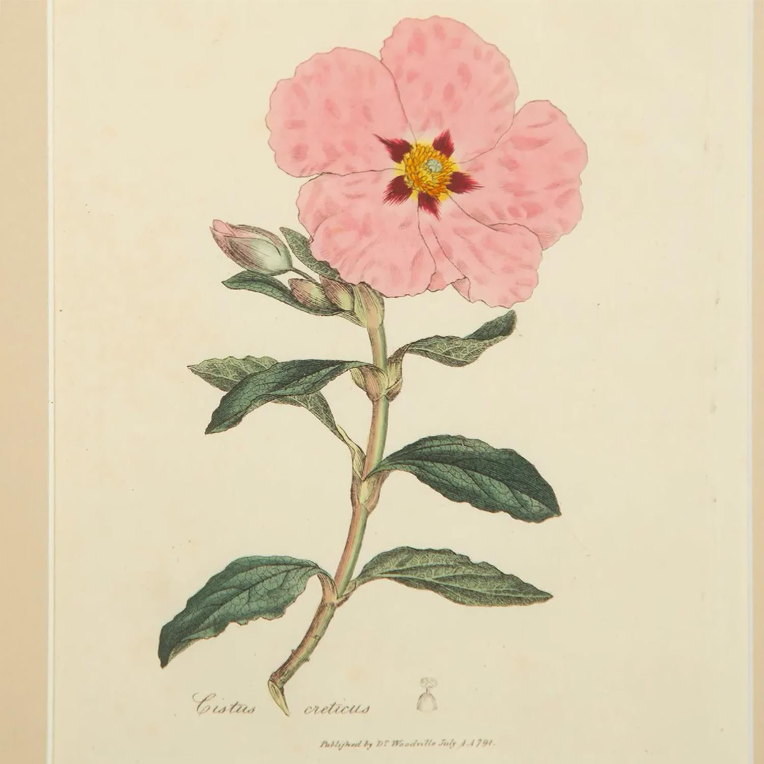 18th Century and Earlier Twelve 18th Century Botanical Prints by Woodville