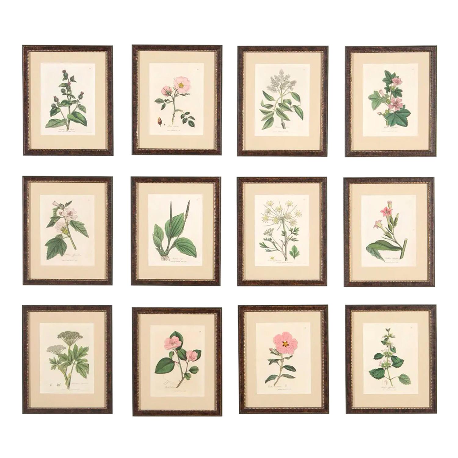 Twelve 18th Century Botanical Prints by Woodville