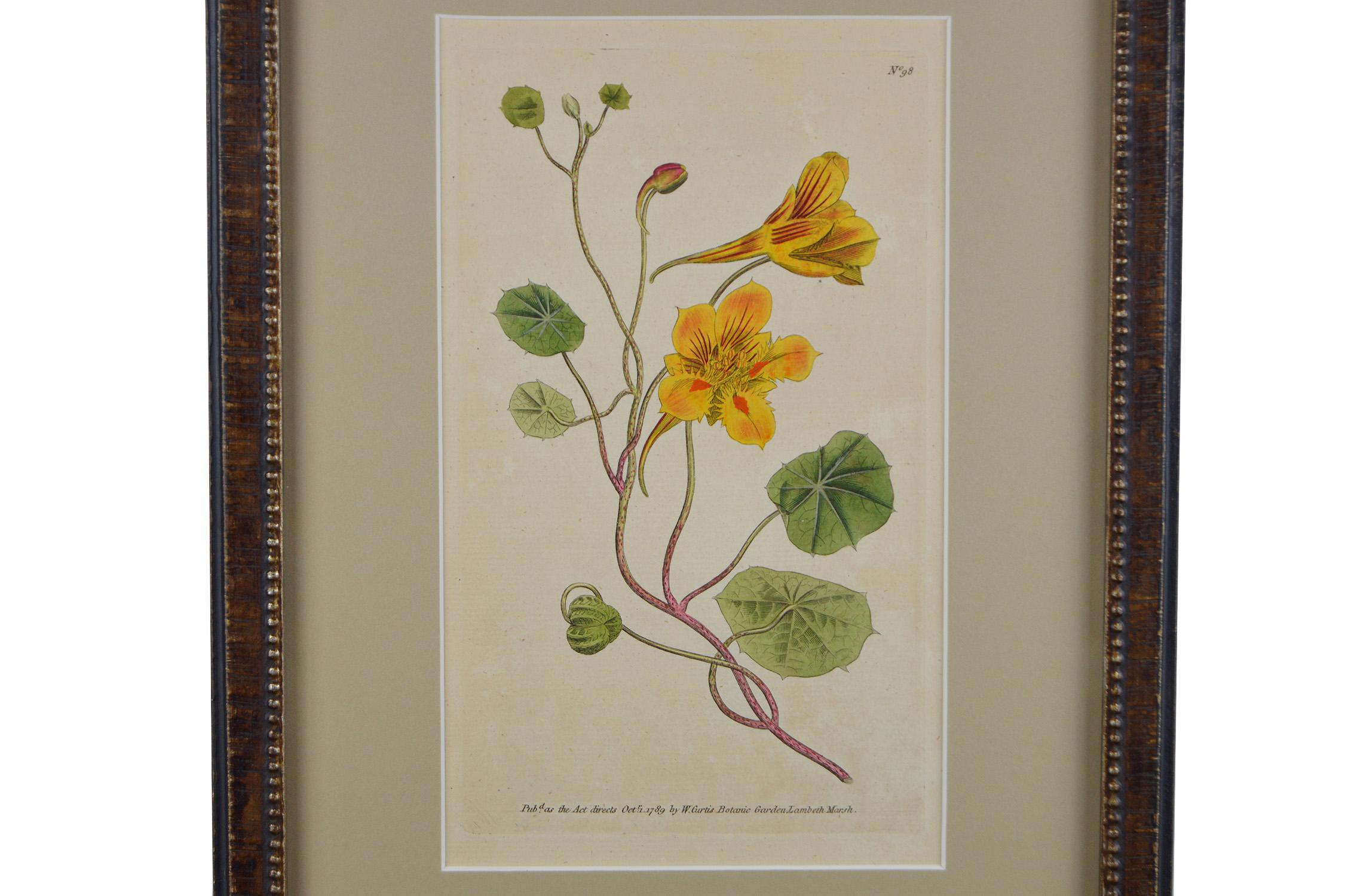 syd edwards botanical prints