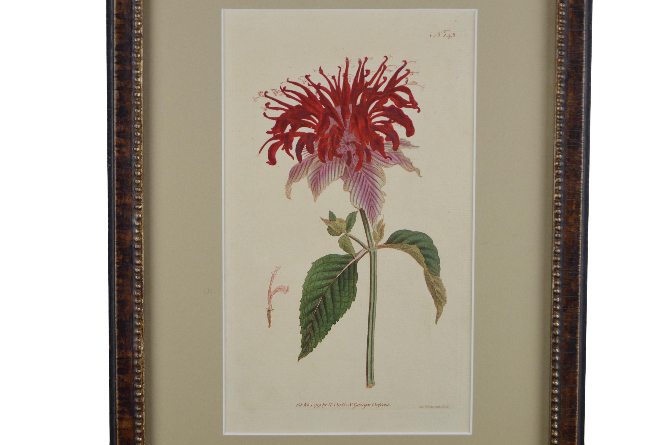 Twelve 19th Century Hand Colored Curtis Botanical Prints by Sydenham Edwards In Good Condition In Tetbury, Gloucestershire