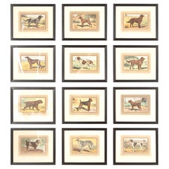 Twelve 1930s Dog Lithographs
