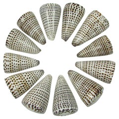 Twelve Conus Leopardus Shells