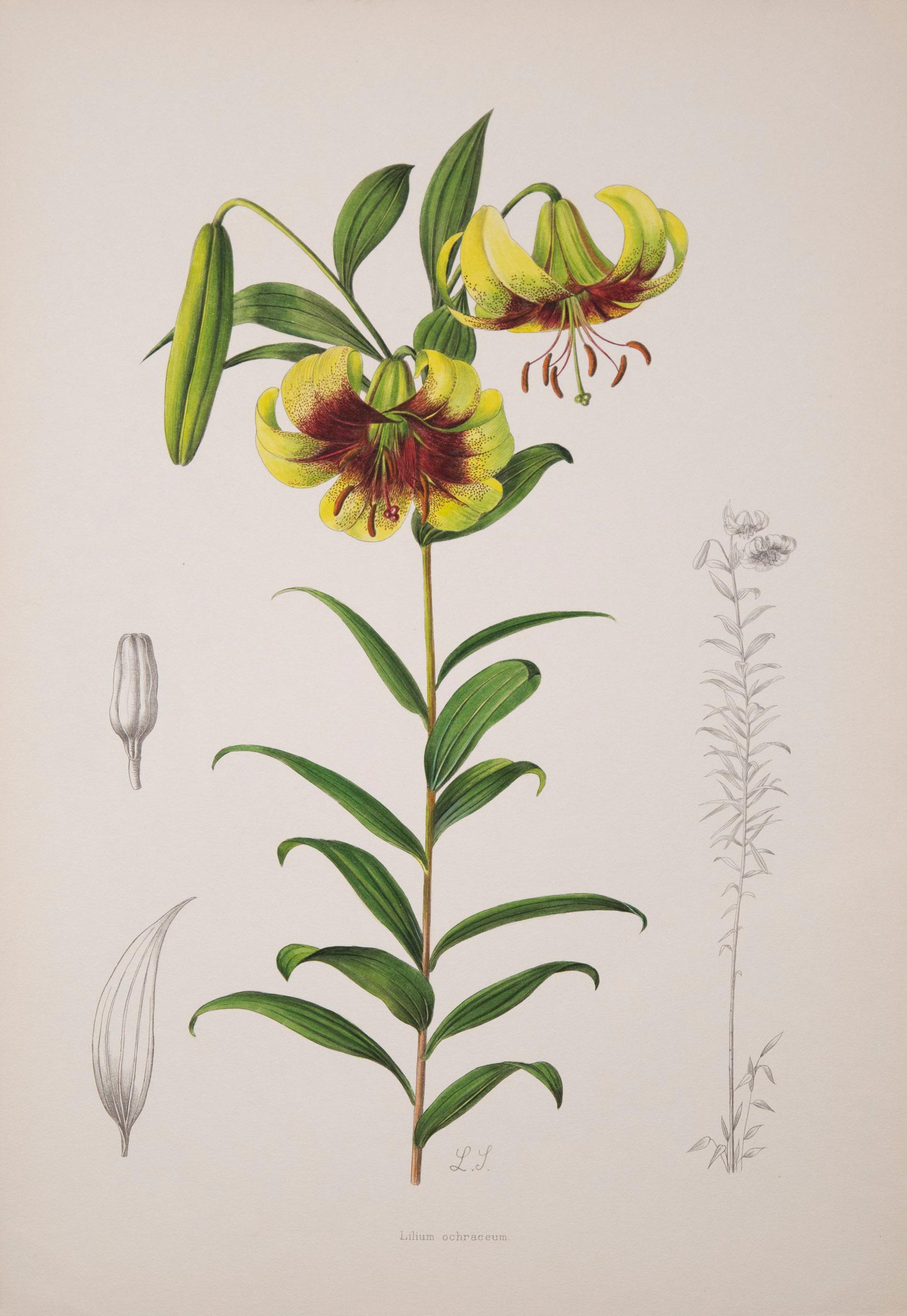 Twelve Large Antique Flower Prints, J.H. Elwes, 1877 2