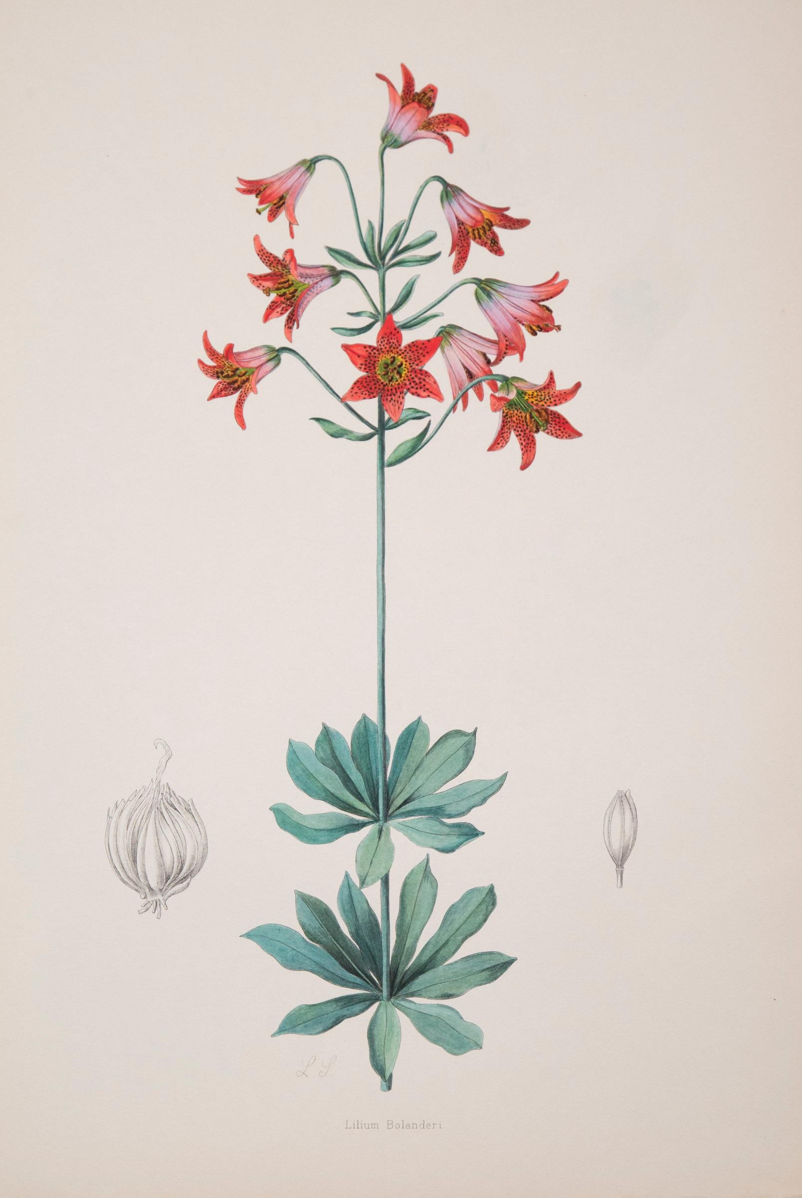 Twelve Large Antique Flower Prints, J.H. Elwes, 1877 3