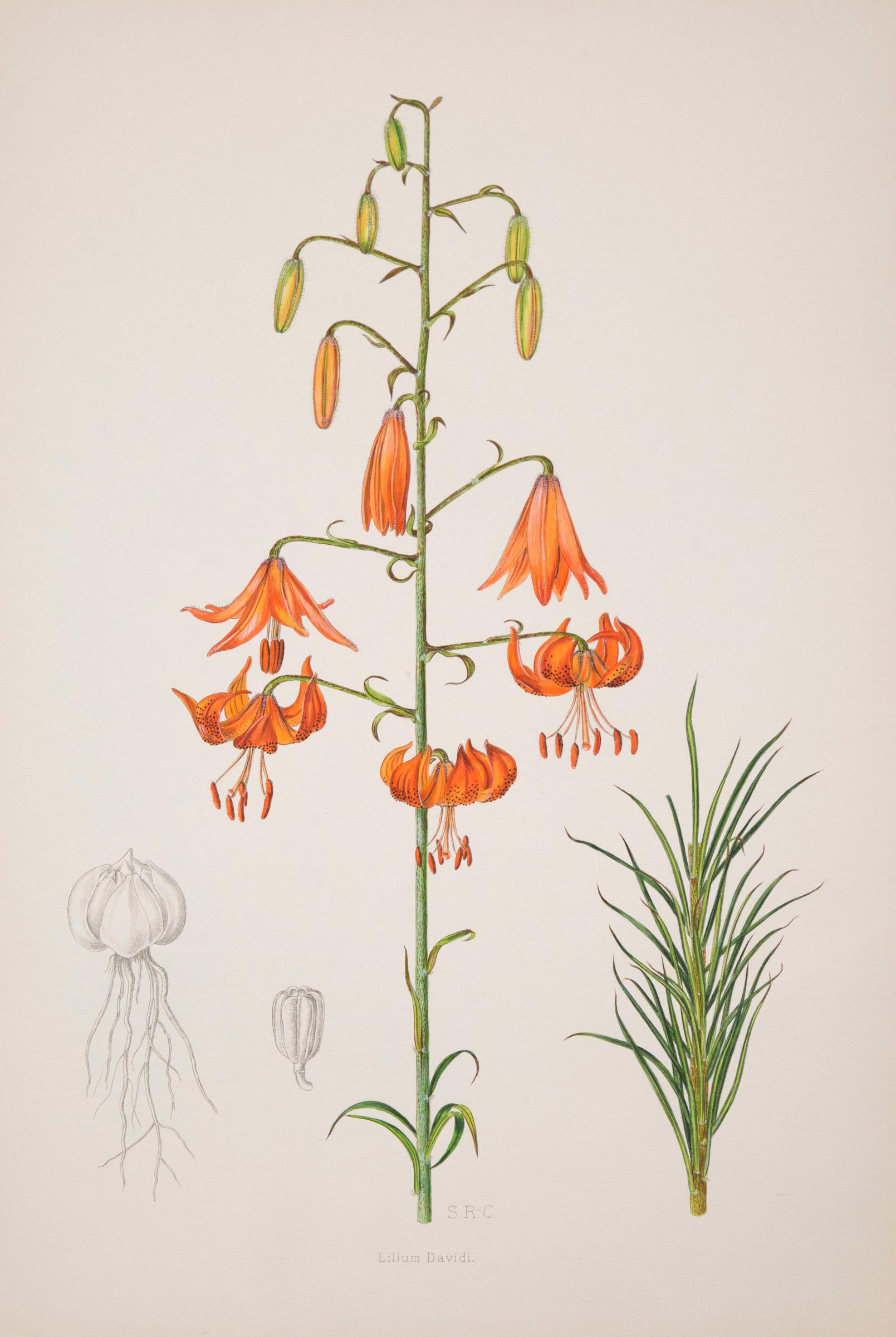 Twelve Large Antique Flower Prints, J.H. Elwes, 1877 4