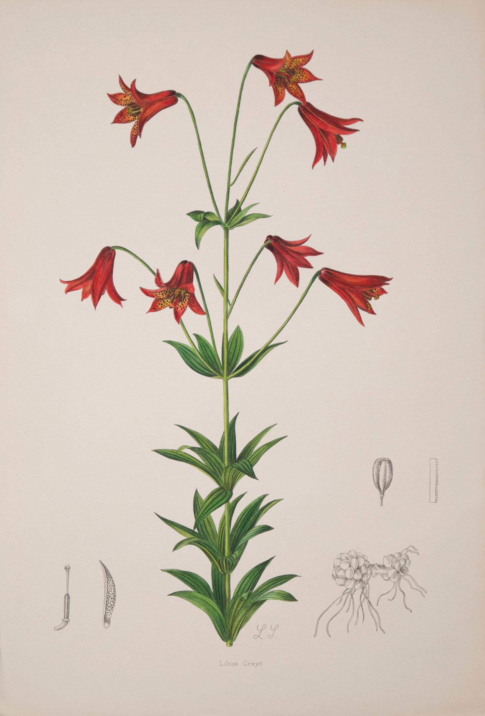A rare set of twelve of exceptional quality 19th century botanical prints from A Monograph of the Genus Lilium, London: Taylor and Francis, 1877-1880.

Lithographs with original hand-colouring.

Why we like them
Exquisitely hand-colored,
