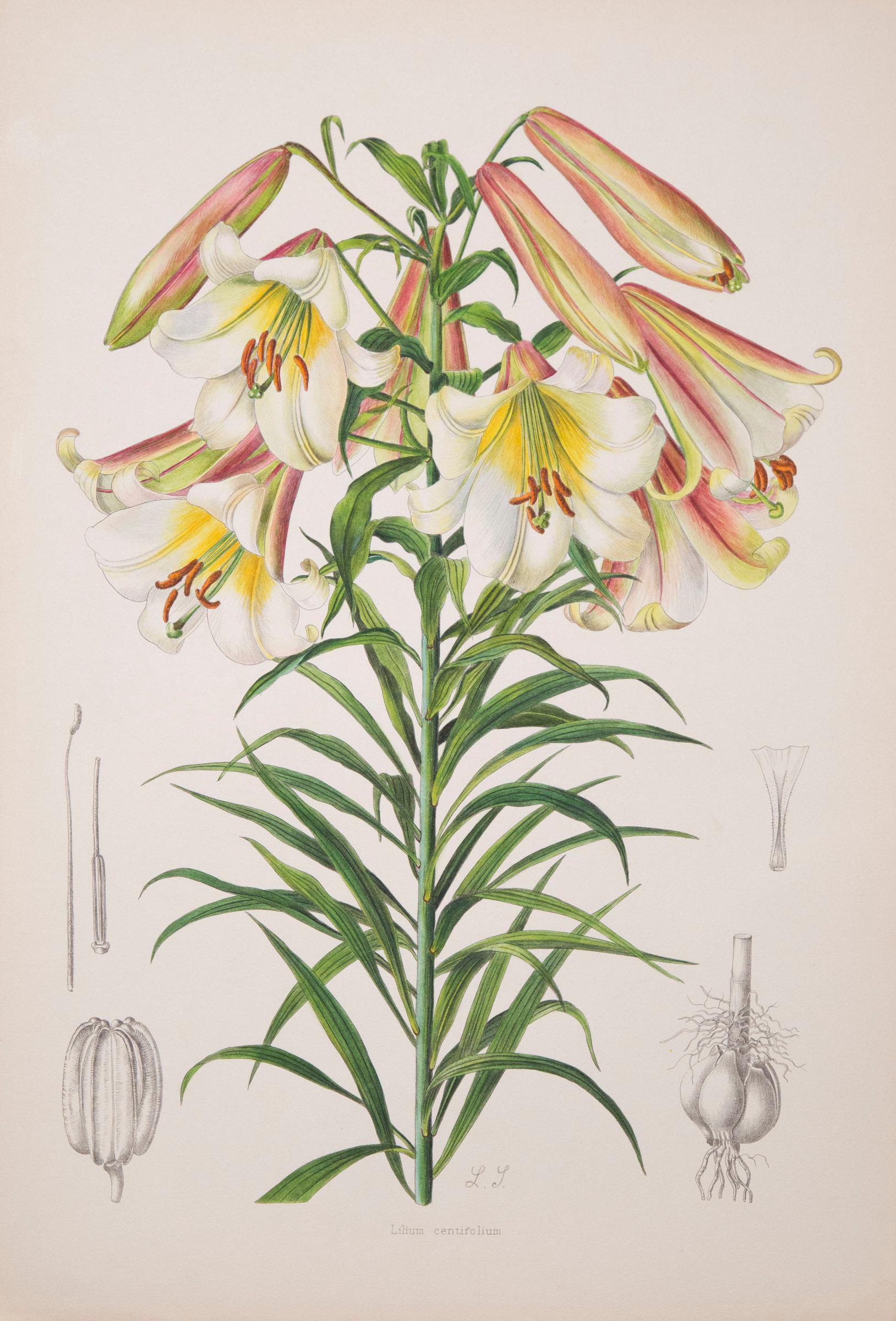 English Twelve Large Antique Flower Prints, J.H. Elwes, 1877