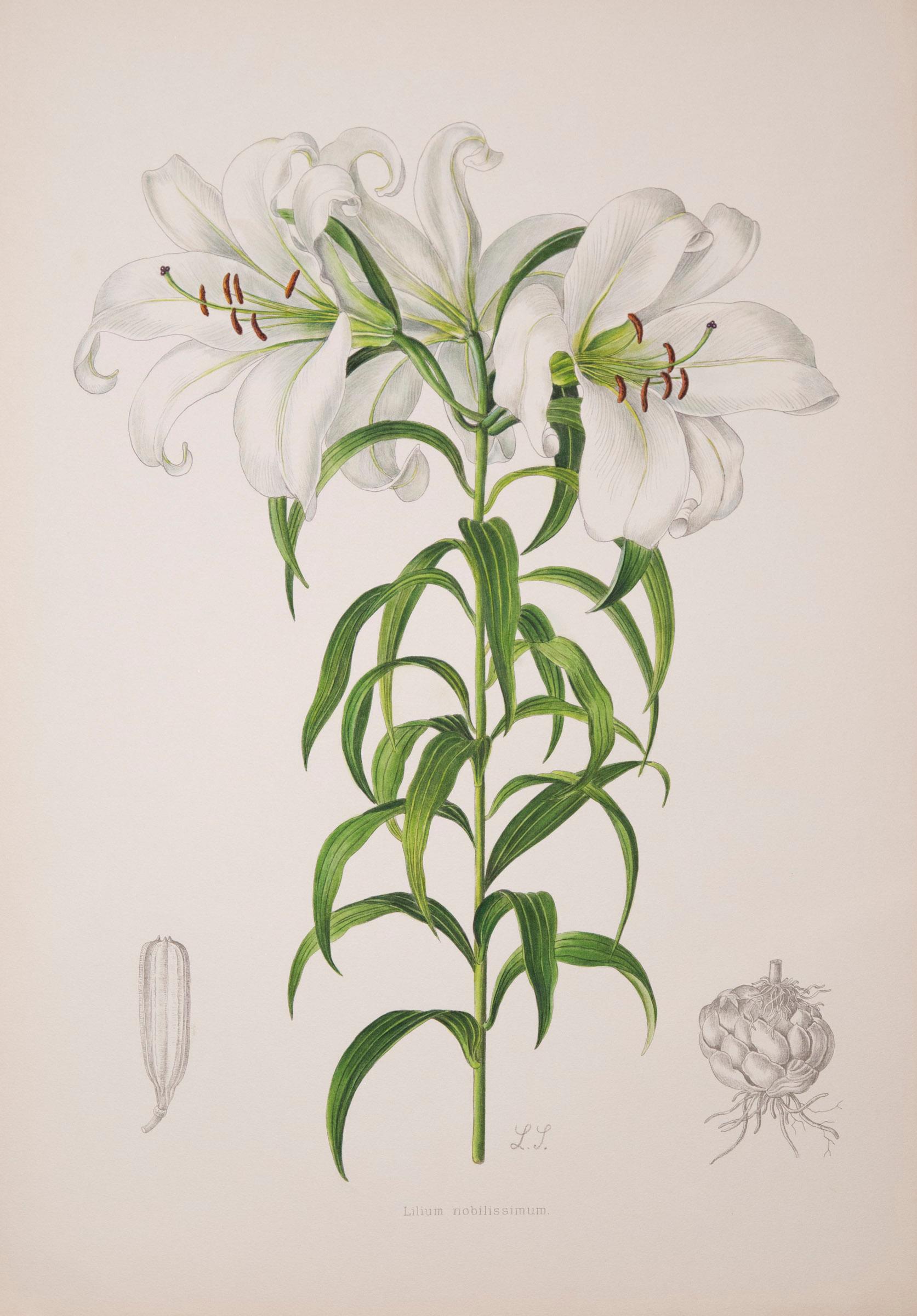 Twelve Large Antique Flower Prints, J.H. Elwes, 1877 In Good Condition In London, GB