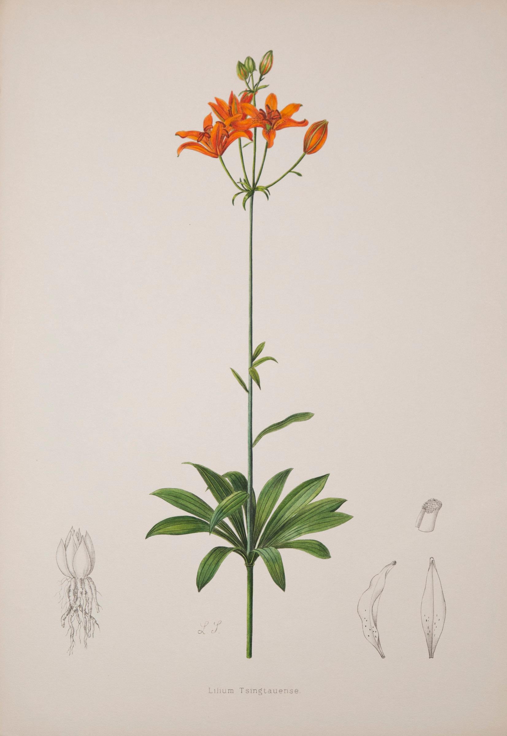 19th Century Twelve Large Antique Flower Prints, J.H. Elwes, 1877