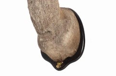 TWENTY-FOUR POINT DEER HUNTING TROPHY 20th century