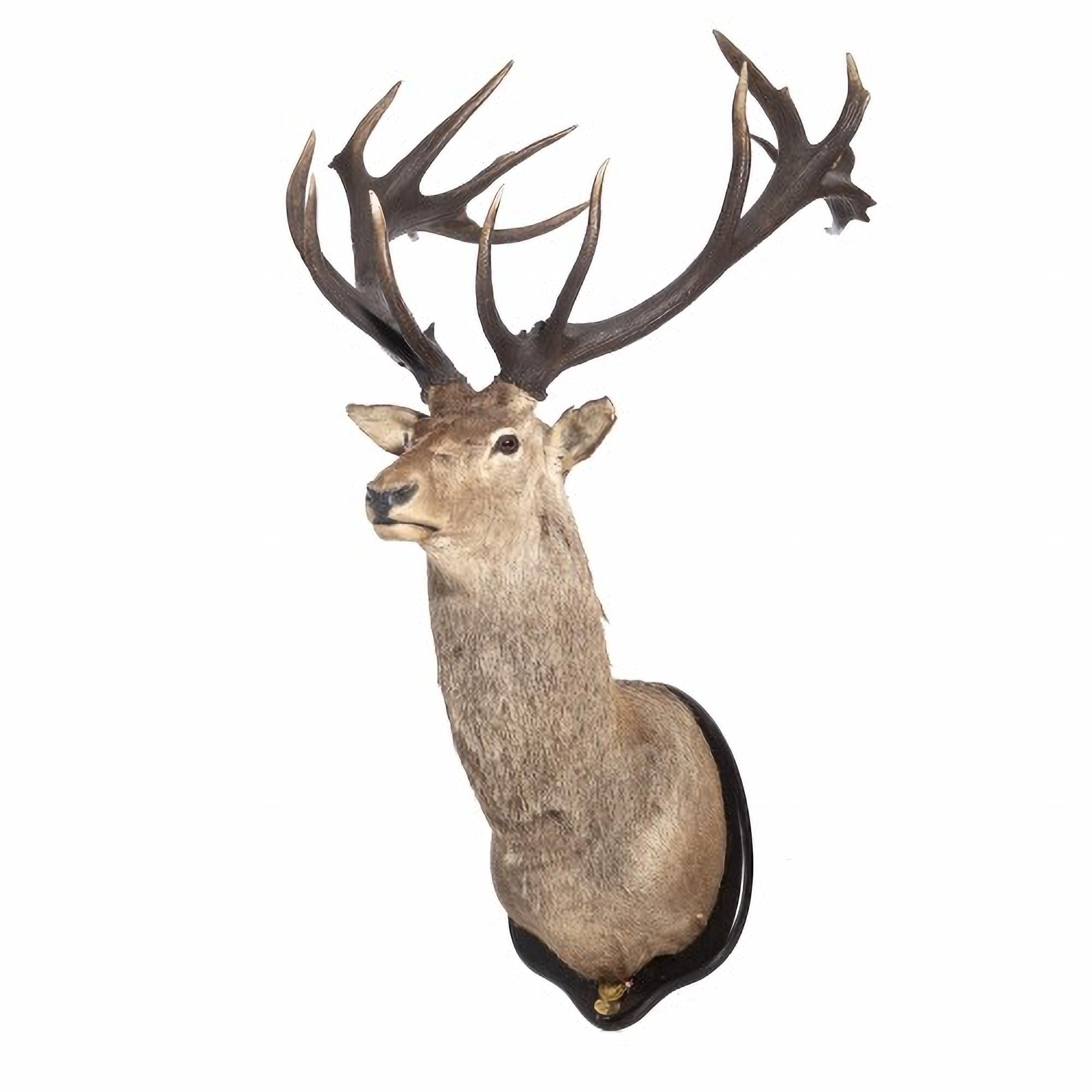 South African TWENTY-FOUR POINT DEER HUNTING TROPHY 20th century For Sale