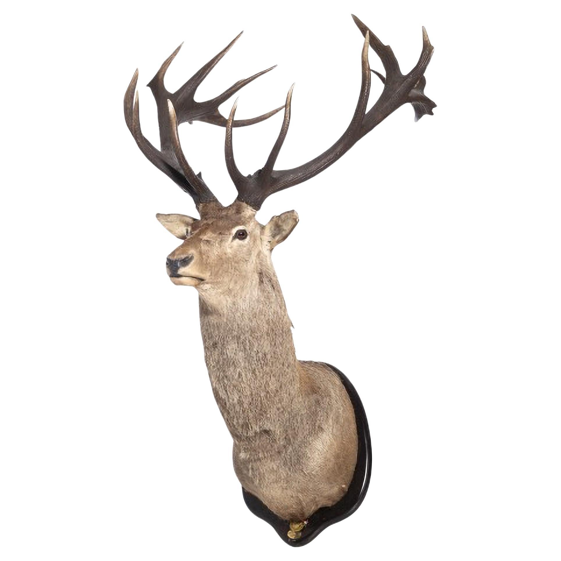 TWENTY-FOUR POINT DEER HUNTING TROPHY 20th century For Sale