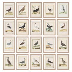 Twenty Hand-Colored Bird Engravings by François Nicolas Martinet
