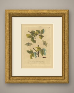 Twig Caterpillar and Pale Moths on a Thorny Branch, Albin Plate 94, 1720