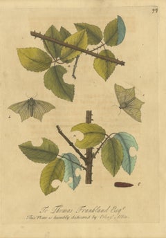Twig Caterpillar and Pale Moths on a Thorny Branch, Albin Plate 94, 1720