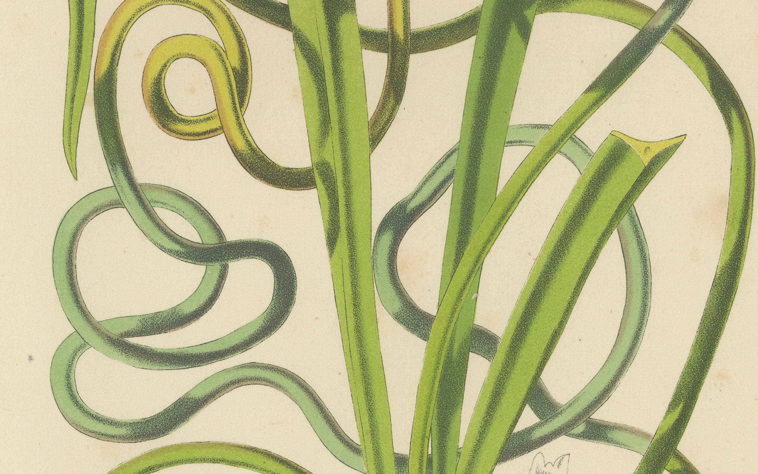 Twining Brodiaea Botanical Illustration by Louis van Houtte, 19th Century

This illustration features the Brodiaea volubilis, commonly known as Twining Brodiaea, a plant known for its distinctive twining leaves and clusters of delicate, star-shaped