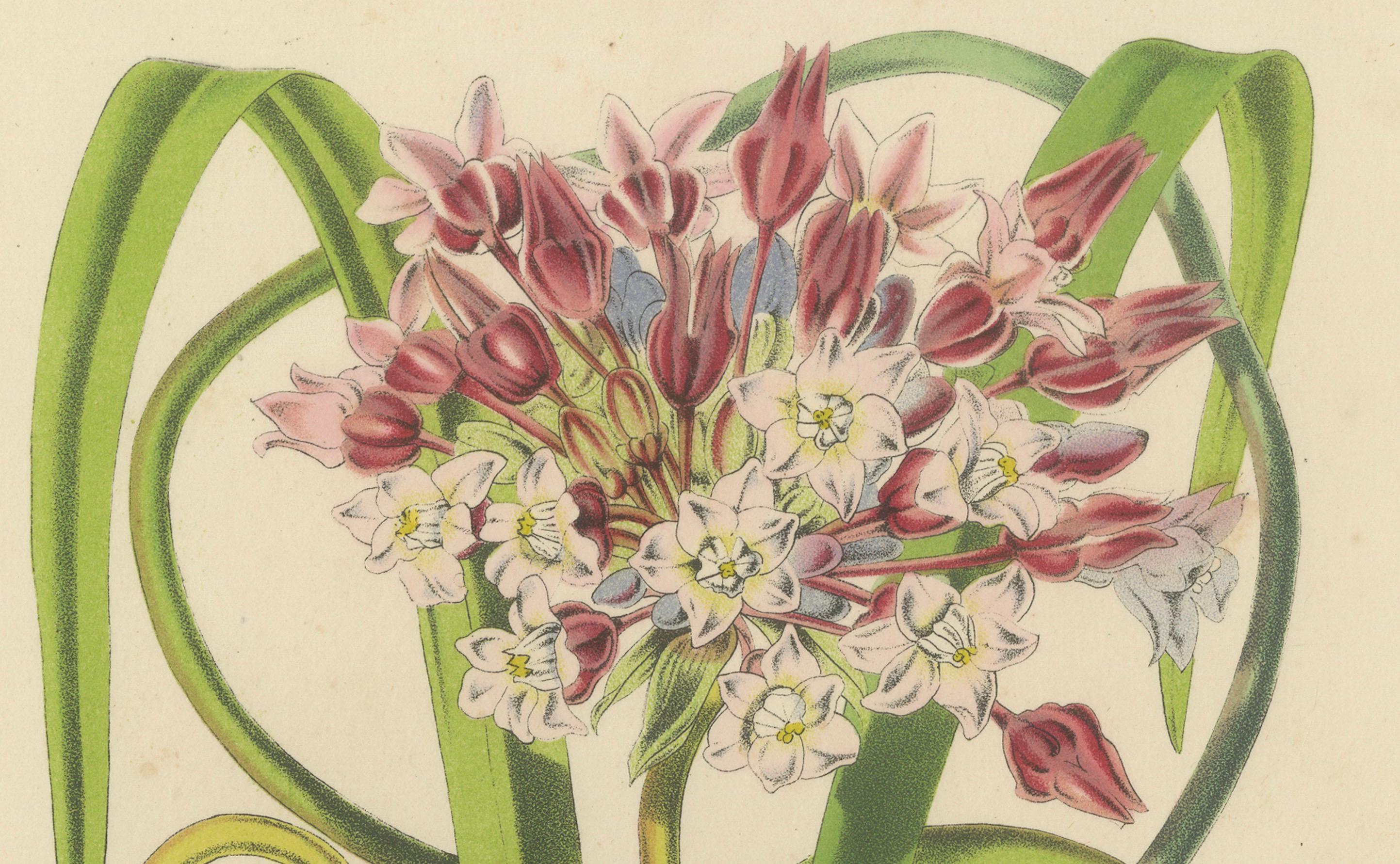 Twining Brodiaea Botanical Illustration by Louis van Houtte, 19th Century In Good Condition For Sale In Langweer, NL