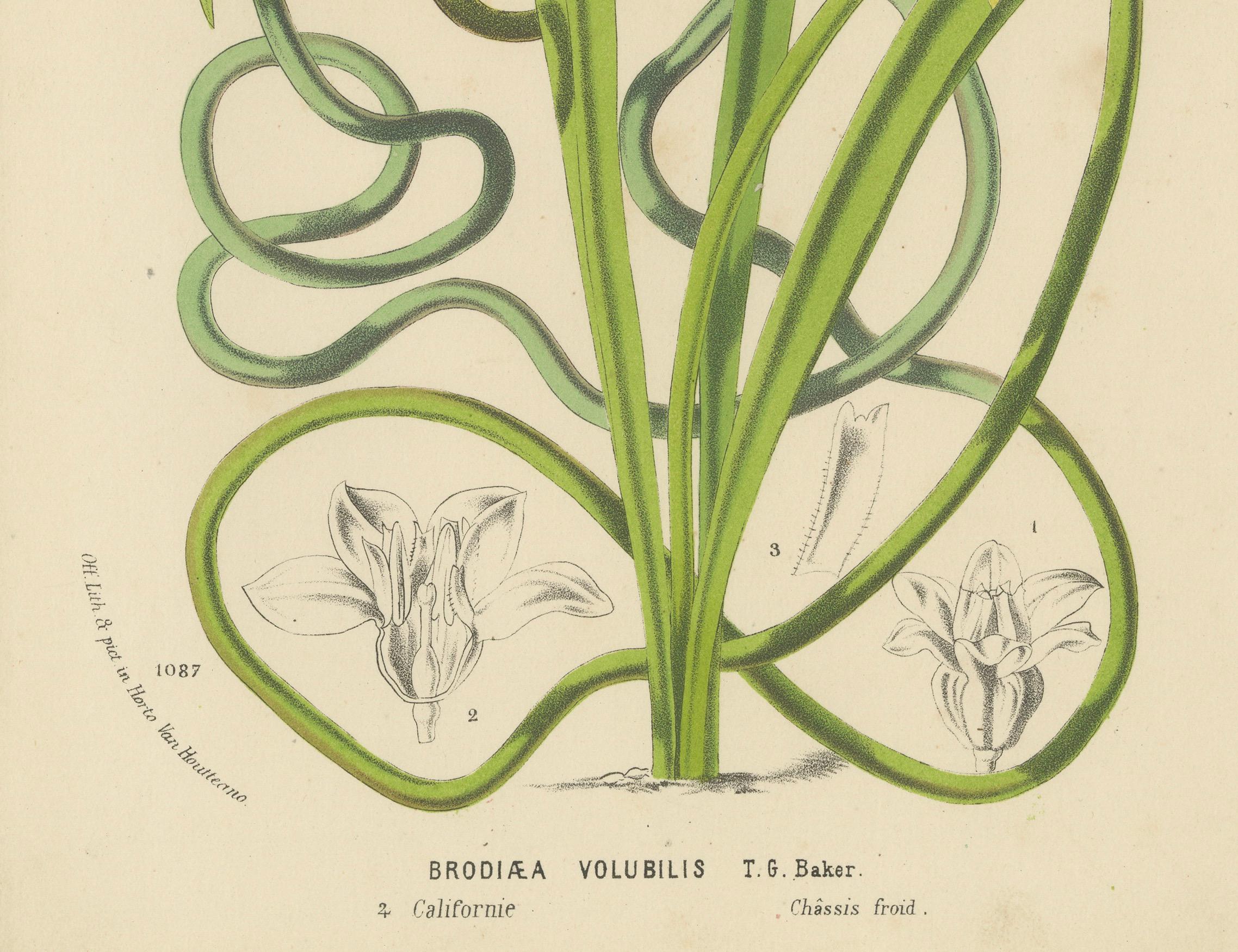 Mid-19th Century Twining Brodiaea Botanical Illustration by Louis van Houtte, 19th Century For Sale