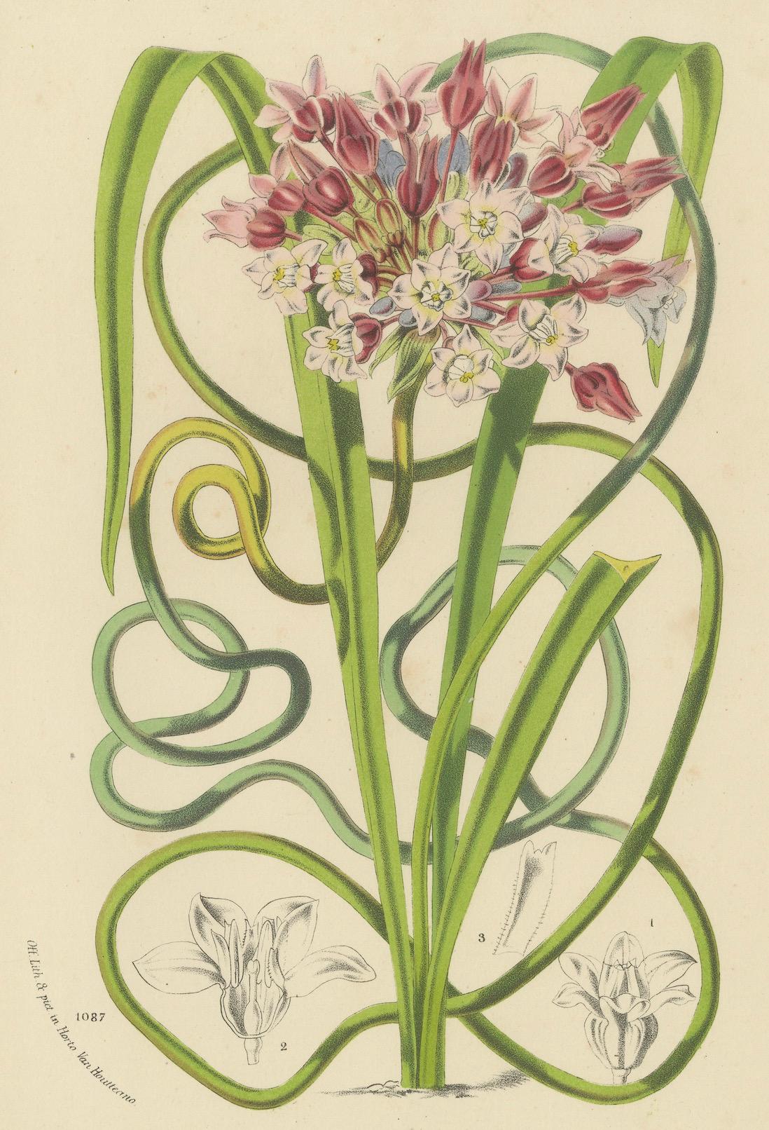 Paper Twining Brodiaea Botanical Illustration by Louis van Houtte, 19th Century For Sale