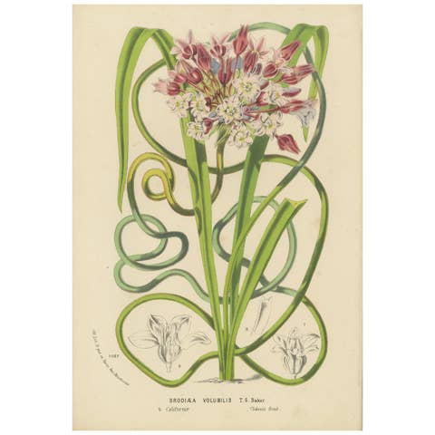 Twining Brodiaea Botanical Illustration by Louis van Houtte, 19th Century