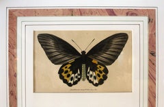 Two 1800 Engravings by Frederick Polydore Nodder