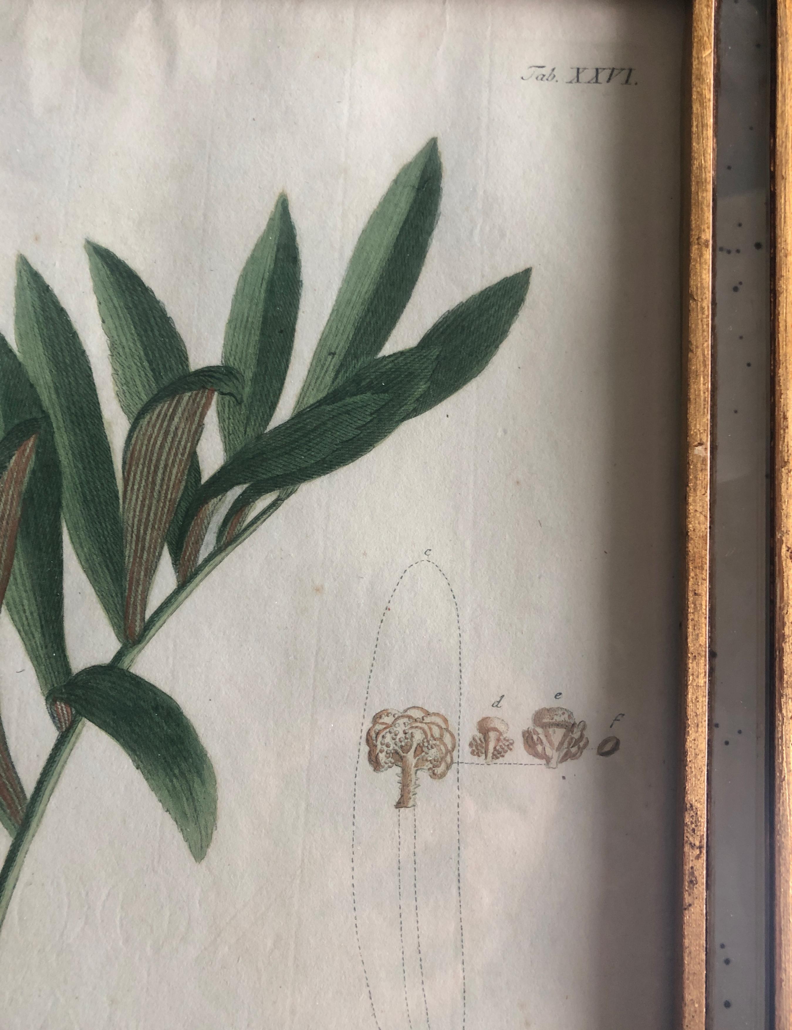 Two 18th Century Hand Colored Botanical Engraving of Plants from (1771) For Sale 4
