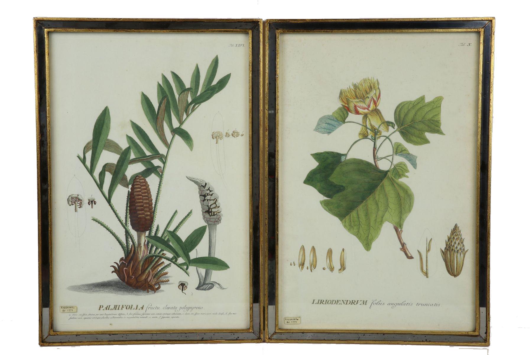 Adorning the walls, two gracefully framed botanical engravings from 1771 capture nature's elegance in exquisite detail. Delicate strokes of artistry breathe life into intricate foliage, showcasing the intricate beauty of palm leaves and lush fronds.