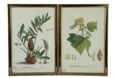 After Georg Dionysius Ehret (1708–1770), Pair of 18th-Century Plantae selectae