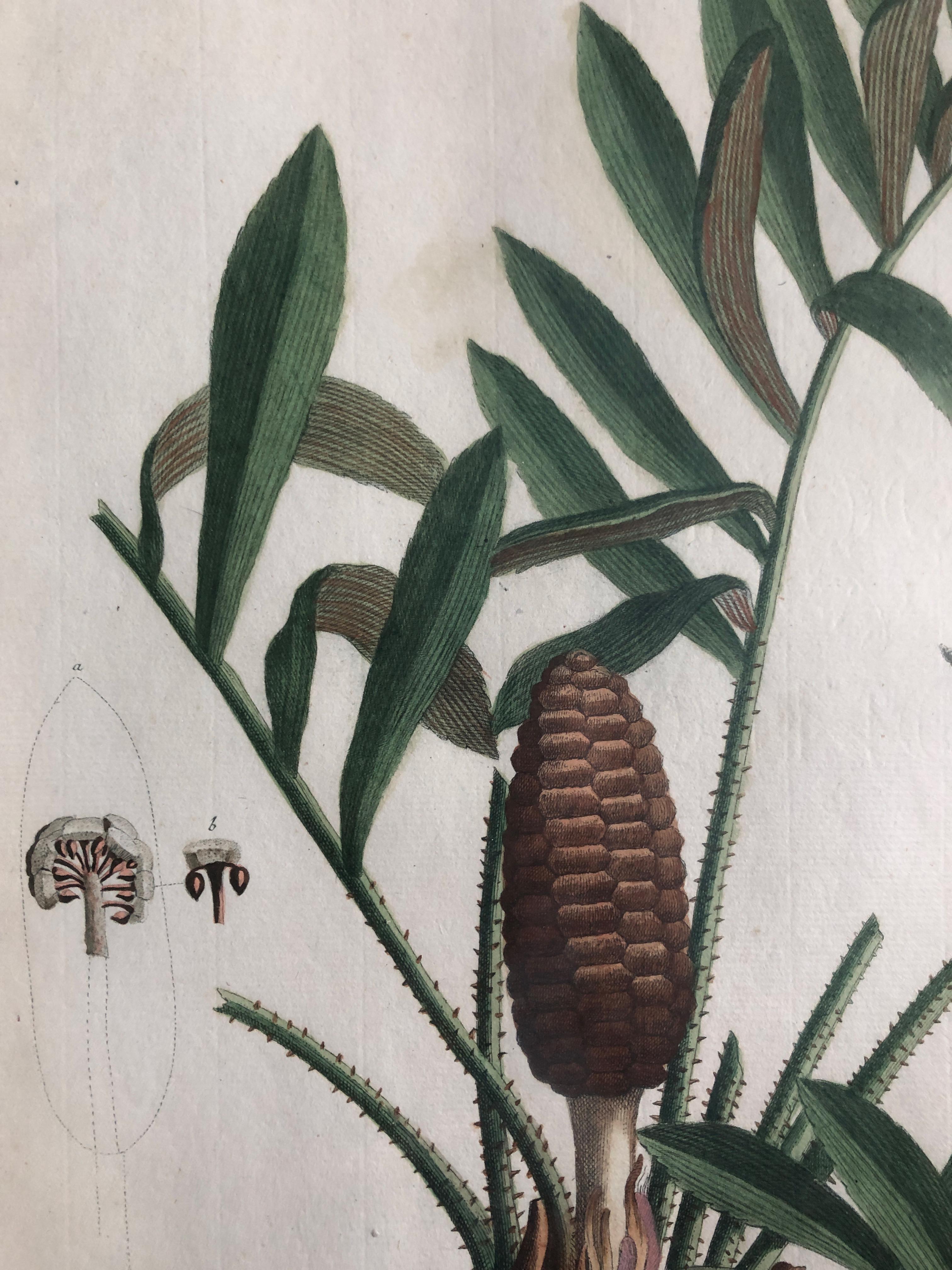 Two 18th Century Hand Colored Botanical Engraving of Plants from (1771) In Good Condition For Sale In Stockholm, SE