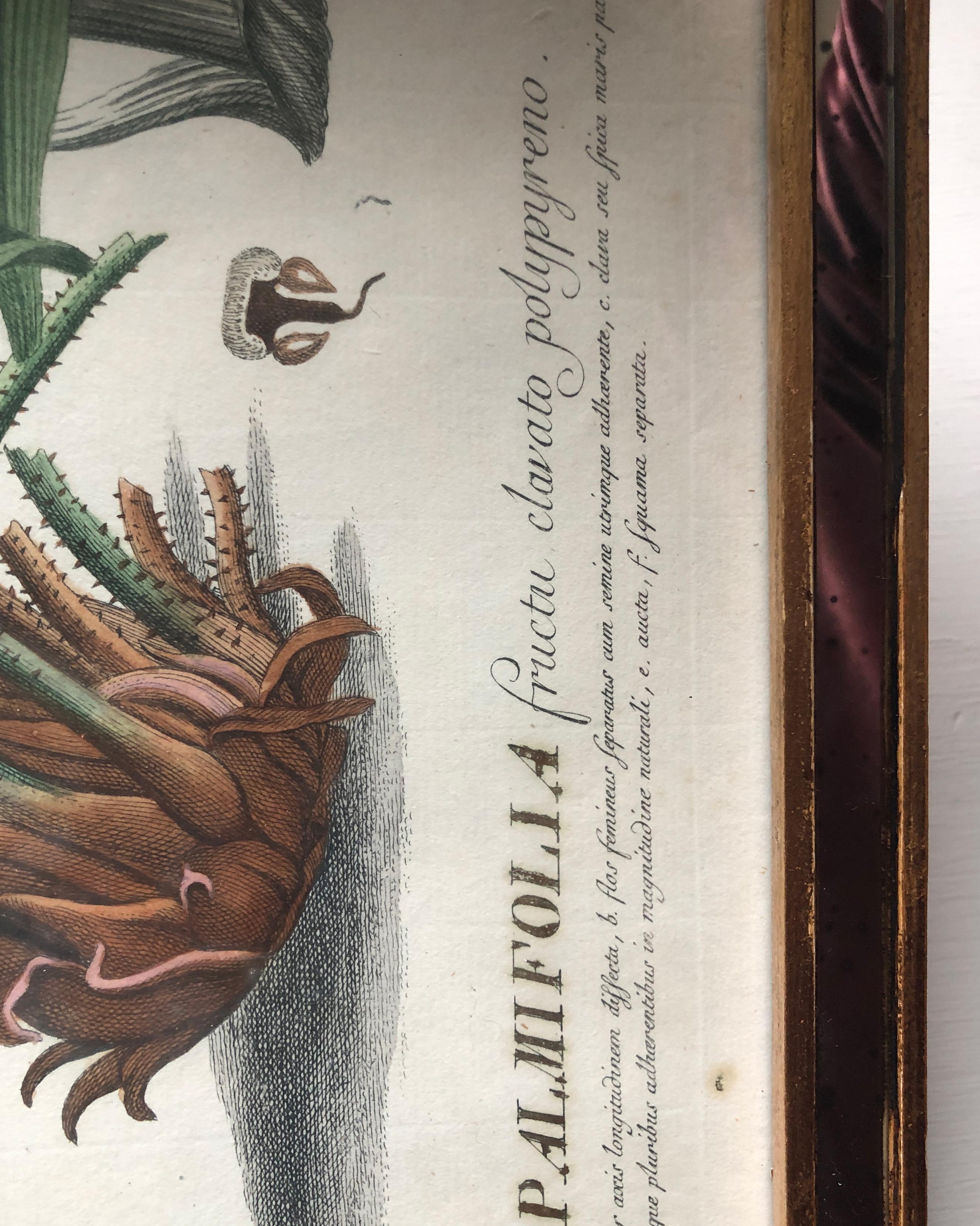 Two 18th Century Hand Colored Botanical Engraving of Plants from (1771) For Sale 1