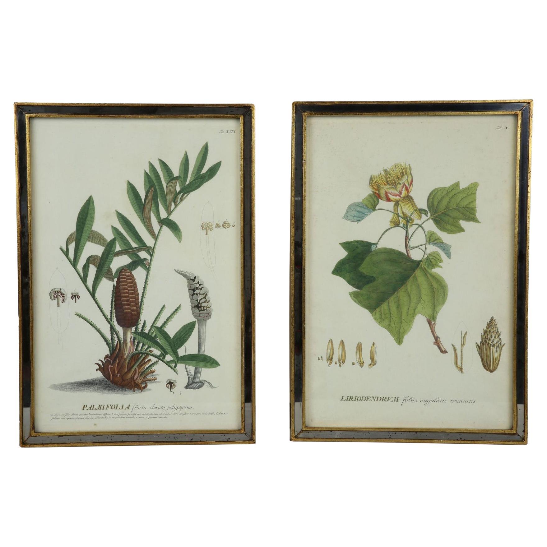 Two 18th Century Hand Colored Botanical Engraving of Plants from (1771) For Sale