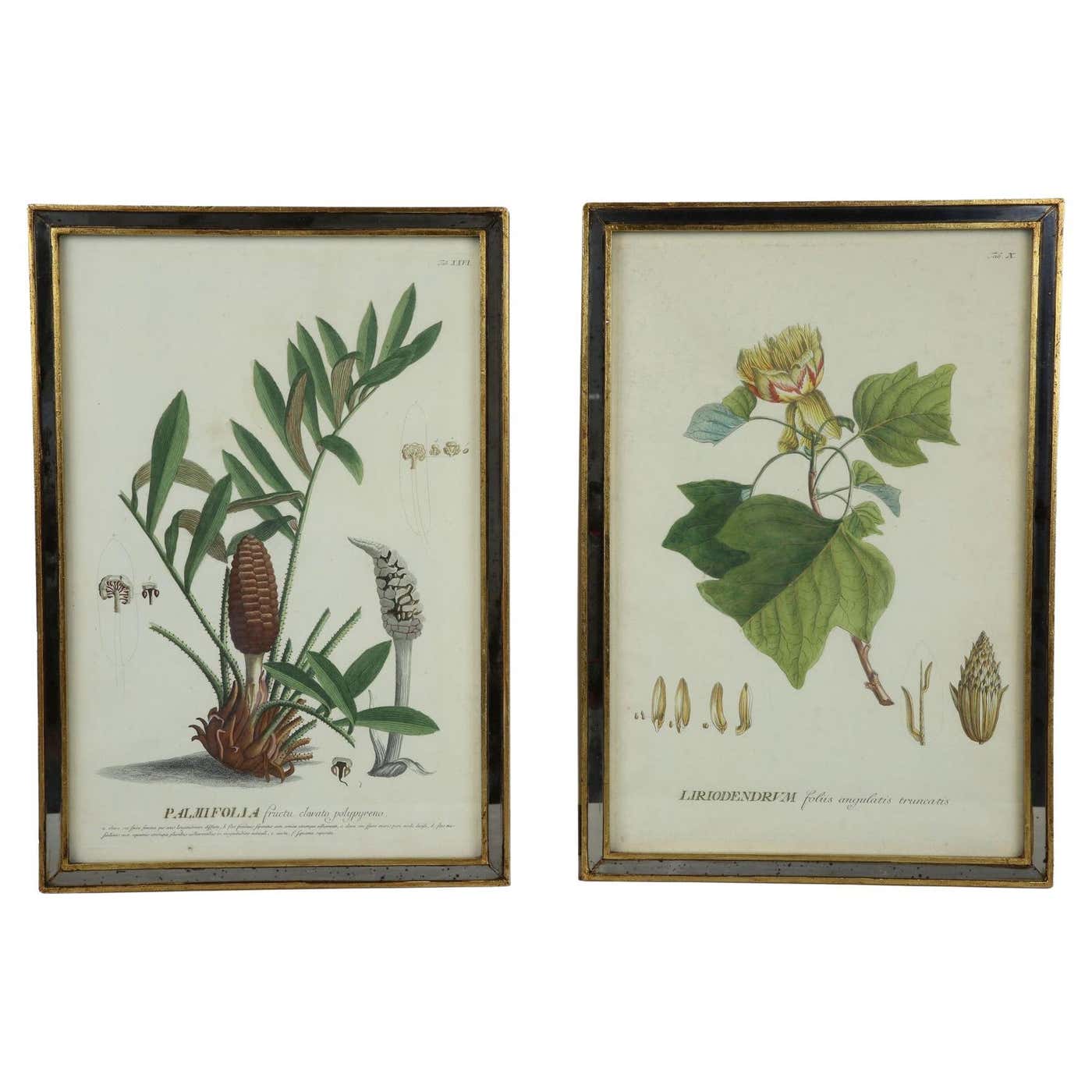 Botanical Engravings Spring Two 18th Century Hand Colored Botanical Engraving of Plants from (1771 ...
