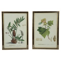 Two 18th Century Hand Colored Botanical Engraving of Plants from (1771)