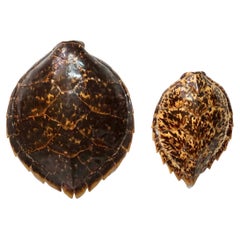 Deux carapaces de tortues imbriquées du XIXe siècle
