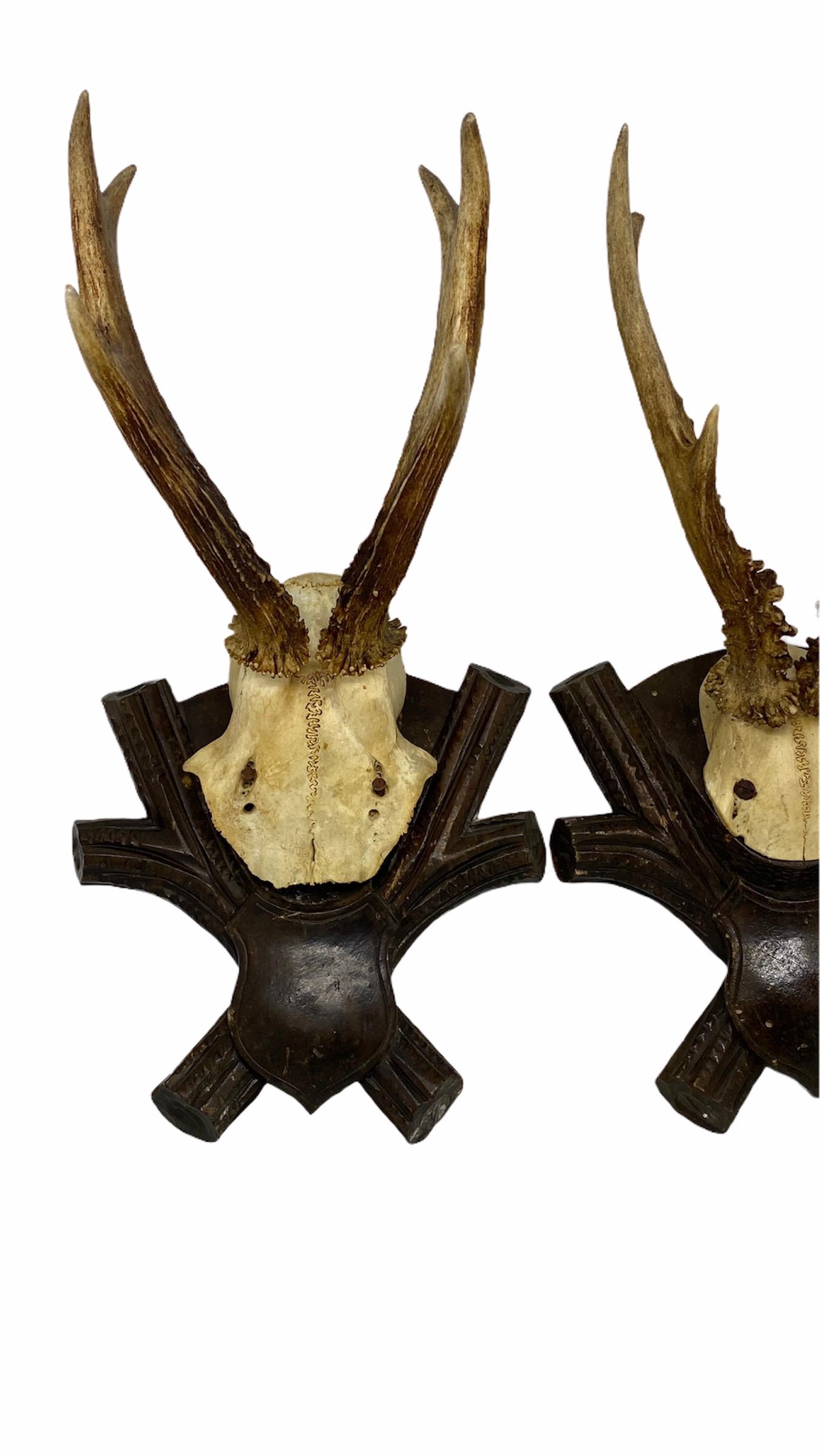 A set of two antique Black Forest deer antler trophies on hand carved, Black Forest wooden plaques. Tallest is approximate 11