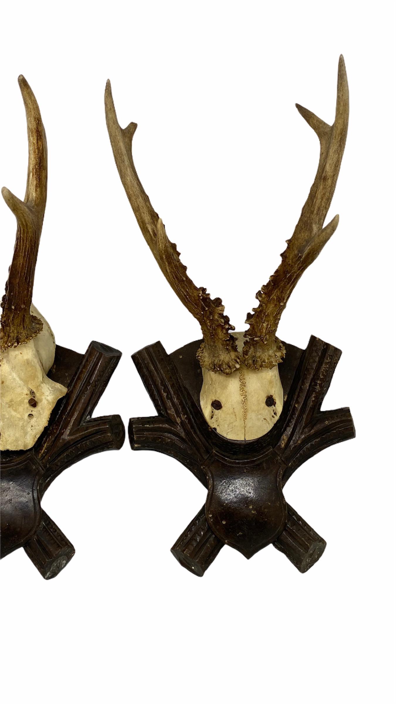 Hand-Carved Two Antique Black Forest Deer Antler Trophies, Wood Carved Plaque, German, 1900s