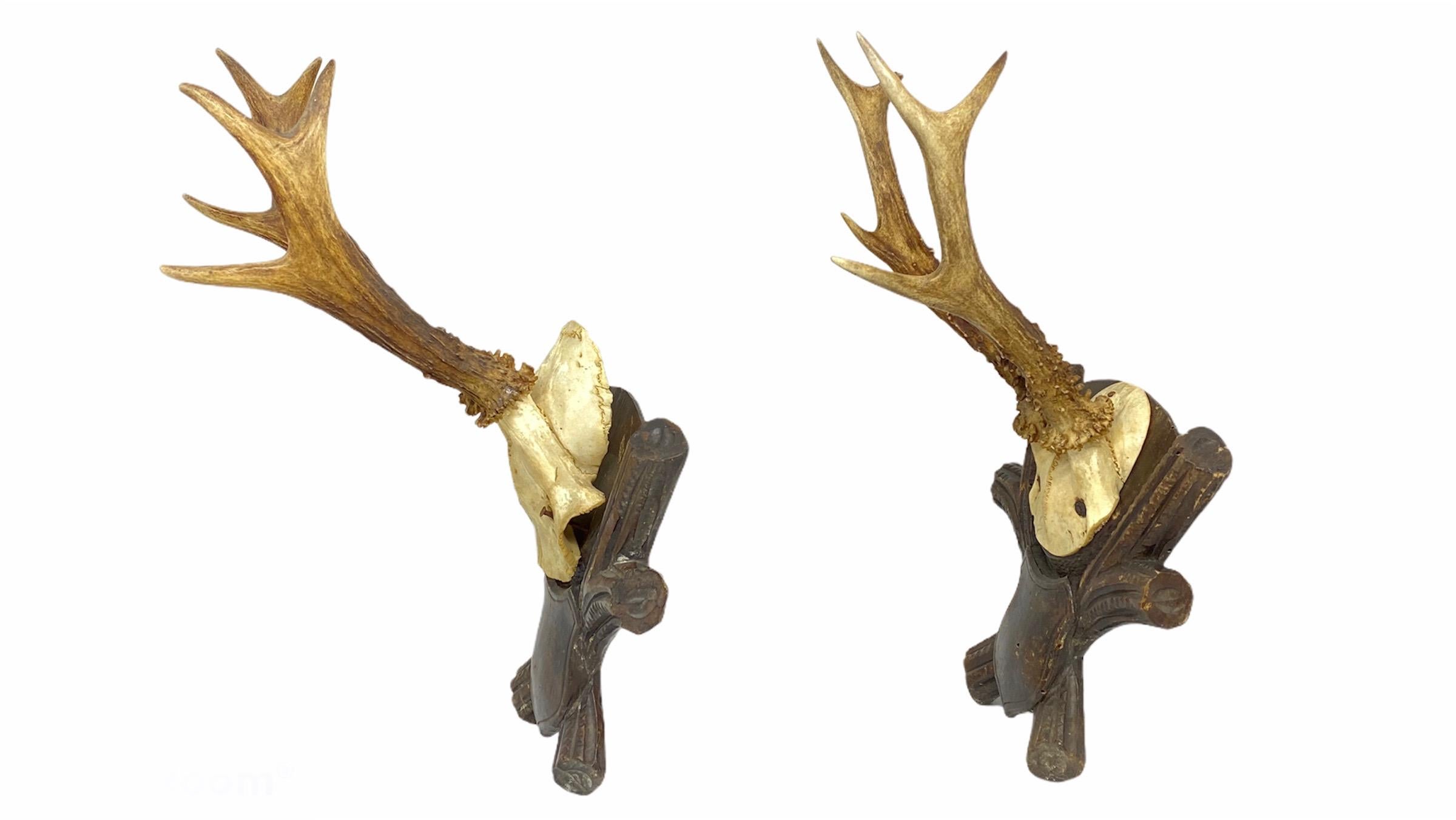 Two Antique Black Forest Deer Antler Trophies, Wood Carved Plaque, German, 1900s In Good Condition In Nuernberg, DE