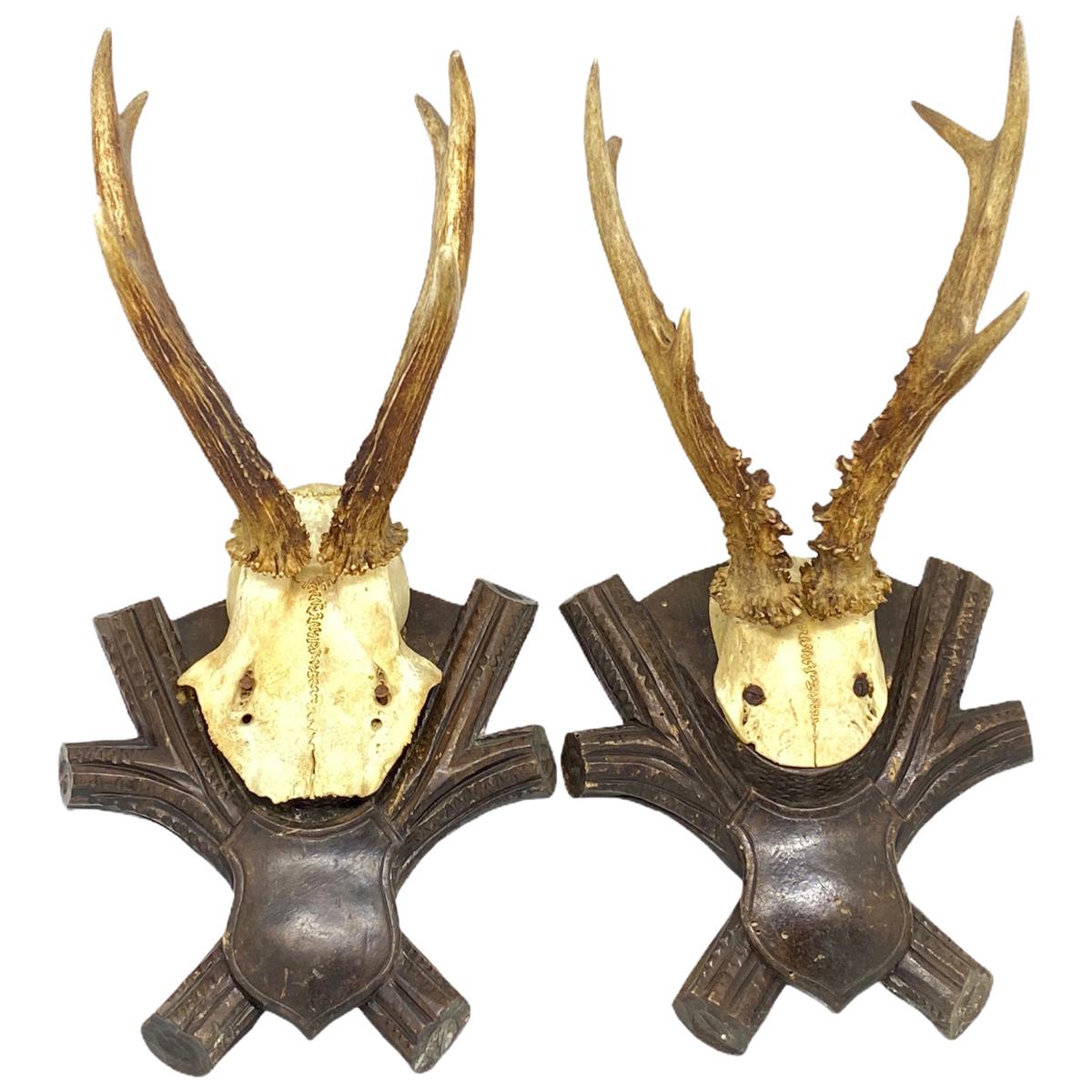 Two Antique Black Forest Deer Antler Trophies, Wood Carved Plaque, German, 1900s