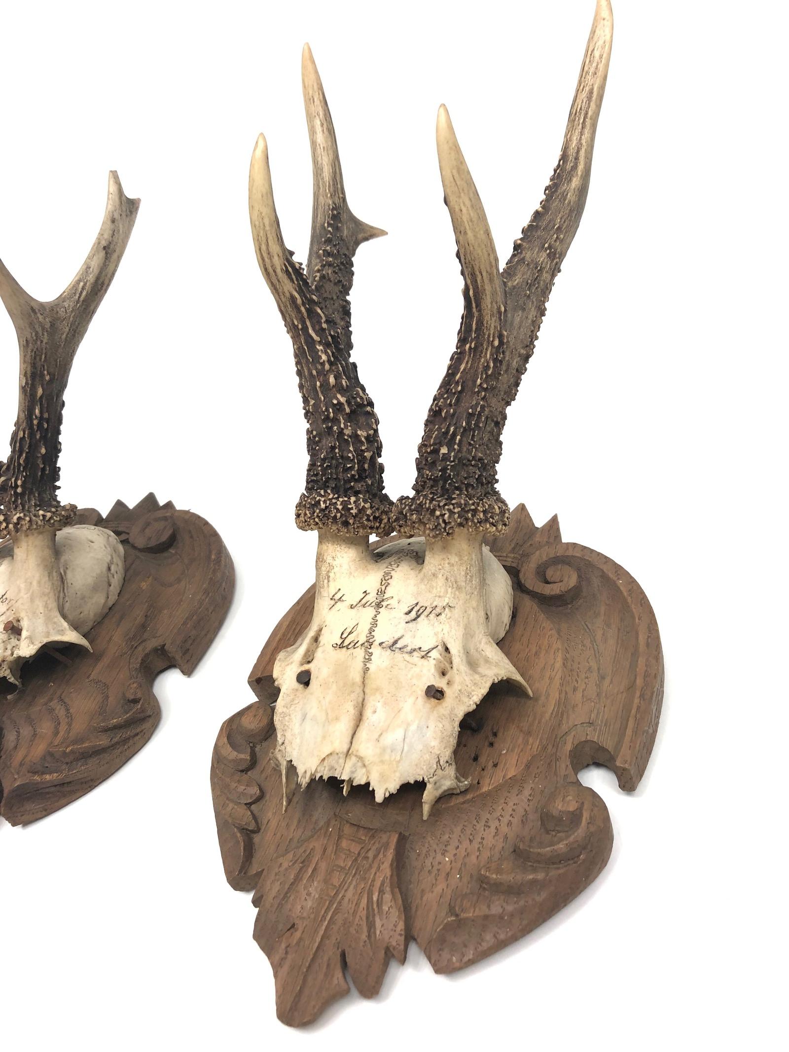 A set of two antique black forest deer antler trophies on hand carved, black forest wooden plaques. One is dated 4th of July 1915, but the other one is from circa 1910s too. Tallest is approximate 12 3/4